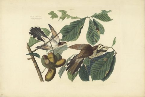 Estampe représentant deux oiseaux sur la branche d'un arbre fruitier