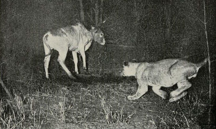 Photographie en noir et blanc d'une lionne s'approchant d'un bœuf