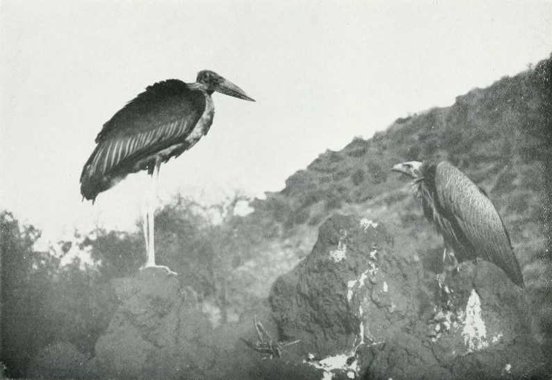 Photographie en noir et blanc d'un marabout et d'un vautour sur des rochers
