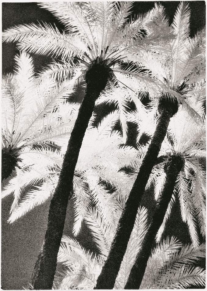 Photographie de palmiers en infrarouge et en contre-plongée : les troncs sont en noir et les feuilles en blanc.