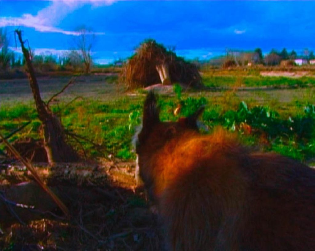 Un animal ressemblant à un chien ou un renard, vu de dos, observe un arbre tombé dans une prairie.
