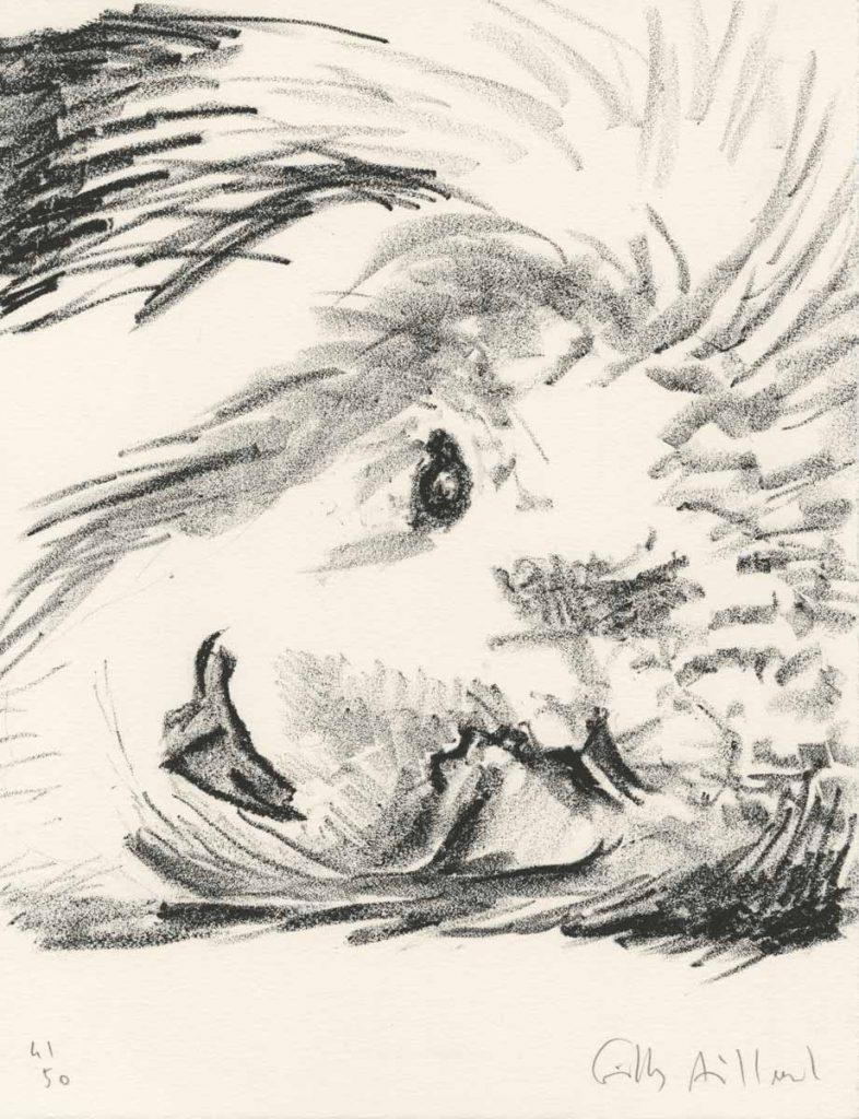 lithographie : tête de lion couché, dessin au trait réalisé au crayon noir