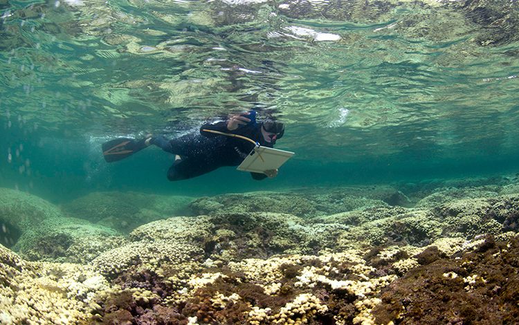 plongeur examinant les récifs de coraux blanchis