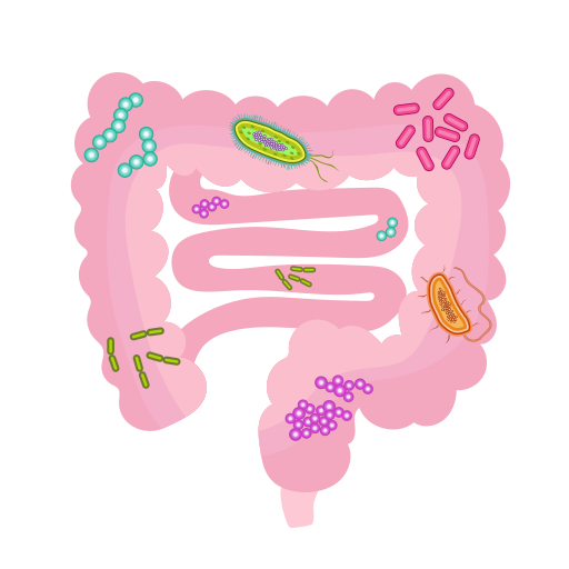 Dessin intestin humain avec bactéries du microbiote