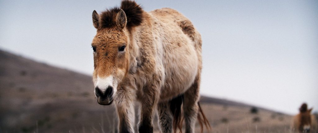 Une jument de Przewalski marche sur un plateau enherbé