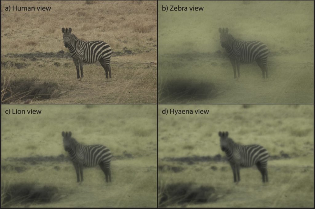 Image d’un zèbre des plaines à une distance de 6,4 m, telle qu’elle peut apparaître à un humain (a), un zèbre (b), un lion (c) et une hyène tachetée (d)