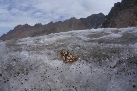 un papillon posé sur la glace, en gros plan. Au fond, les montagnes