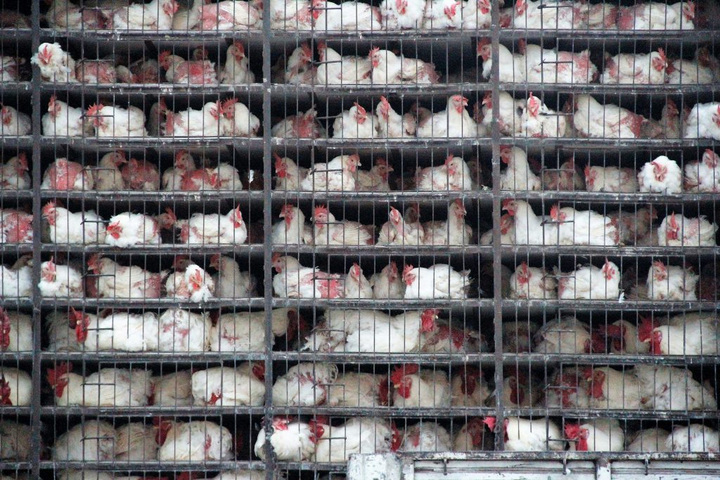 Des poulets entassés dans des cages