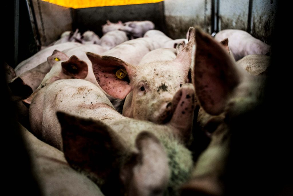 Cochons entassés