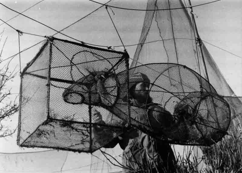 Un homme tient des filets pour capturer des oiseaux