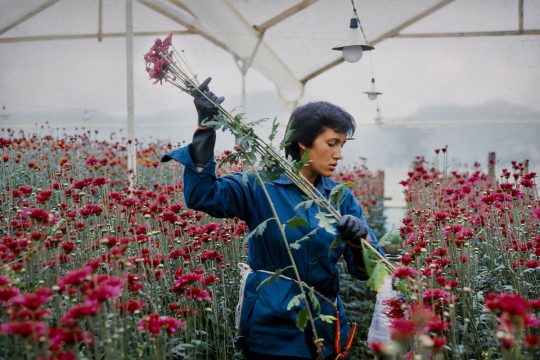 Une femme dans une usine de productions de fleurs, manipule des fleurs rouges aux longues tiges
