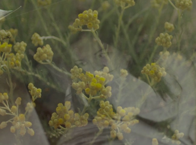 Un visage de femme en surimpression sur un plan de champs de fleurs jaunes