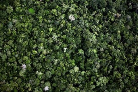 Forêt près de l'autoroute transamazonienne