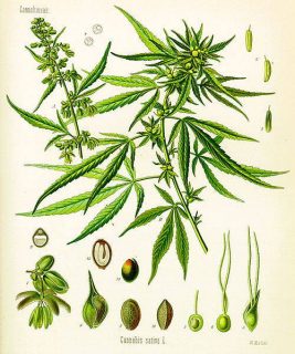 Illustration du Cannabis sativa extraite de: Hermann Adolf Köhler, "Les plantes médicinales"