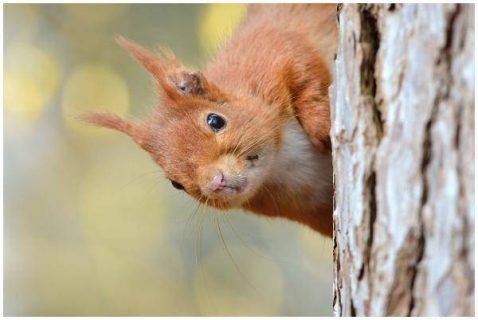 Photographie d'écureuil roux derrière un tronc d'arbre