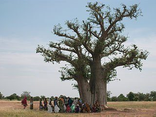 Photographie d'un arbre à palabres avec un groupe de personnes