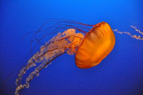 Photographie de méduse orangée sur fond bleu nuit