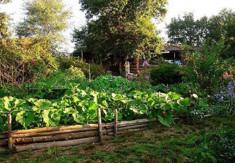 Photographie montrant un jardin foisonnant en permaculture