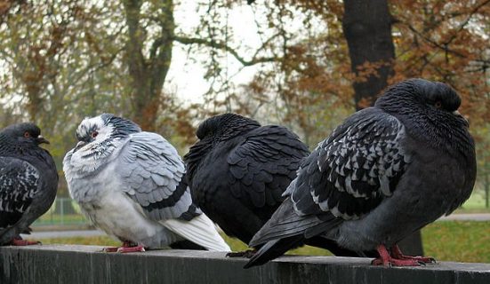 Photographie de 4 pigeons bien gras sur un mur