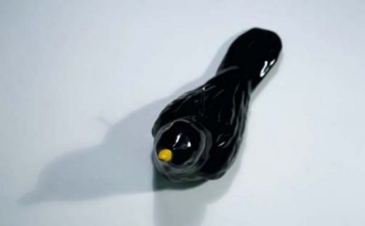 Un oiseau noir au bec jaune vu de haut