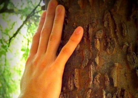 La main d'un homme posée sur le tronc d'un arbre