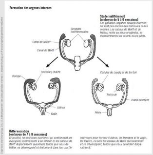Schéma de la formation des organes internes
