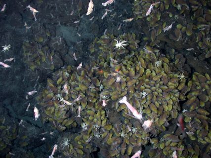 faune sous-marine autour d'une source hydrothermale