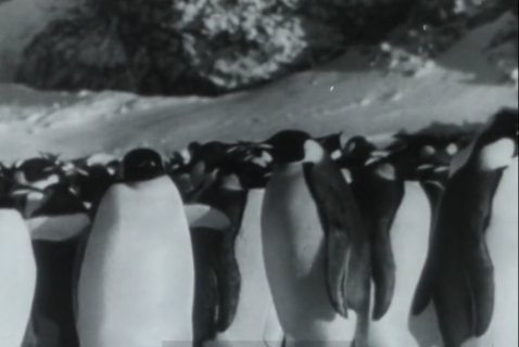 Pingouins assemblés