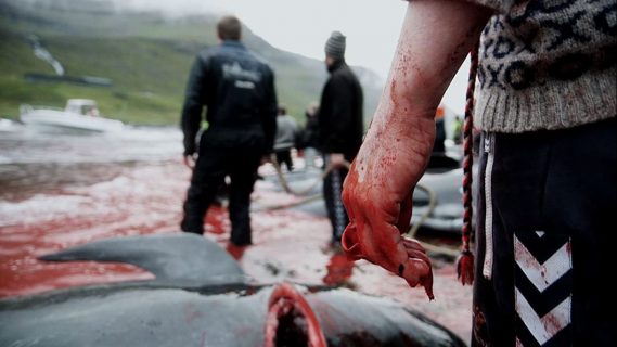 Au premier plan, une main d'homme couverte de sang, devant un globicéphale à la gorge tranchée. À l'arrière-plan, deux hommes de dos se tiennent debout, les pieds dans une eau rouge sang.