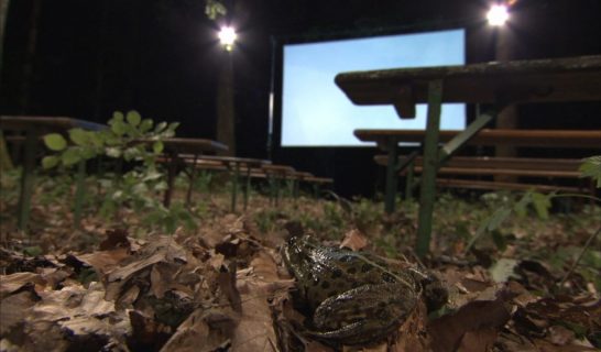 La nuit dans une forêt, une grenouille se trouve devant des bancs et un écran de cinéma.