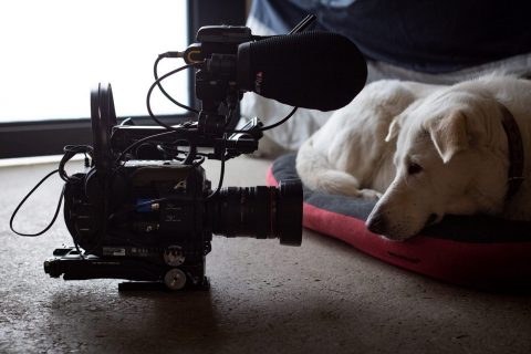Une chienne allongée faitface d'une caméra posée sur le sol