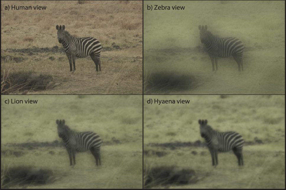 Image d’un zèbre des plaines à une distance de 6,4 m, telle qu’elle peut apparaître à un humain (a), un zèbre (b), un lion (c) et une hyène tachetée (d)