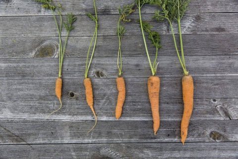 photo de carottes