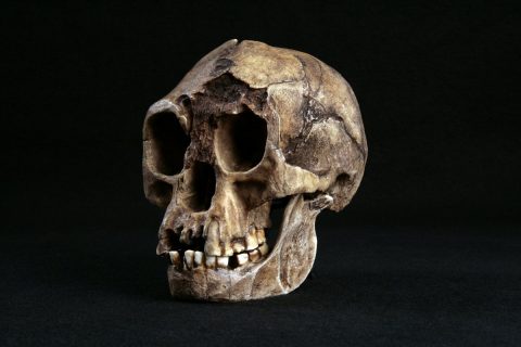 Crâne fossile d'Homo de Florès